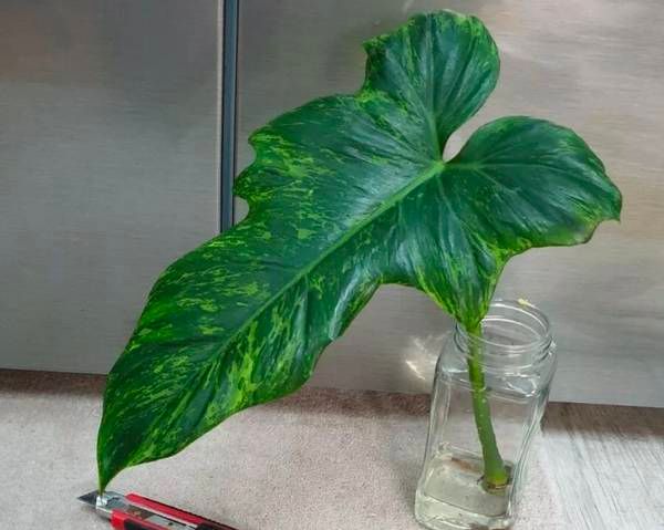 Propagating a philodendron through air-layering