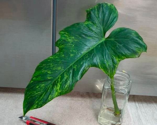 Propagating a philodendron through air-layering Propagating a philodendron through air-layering
