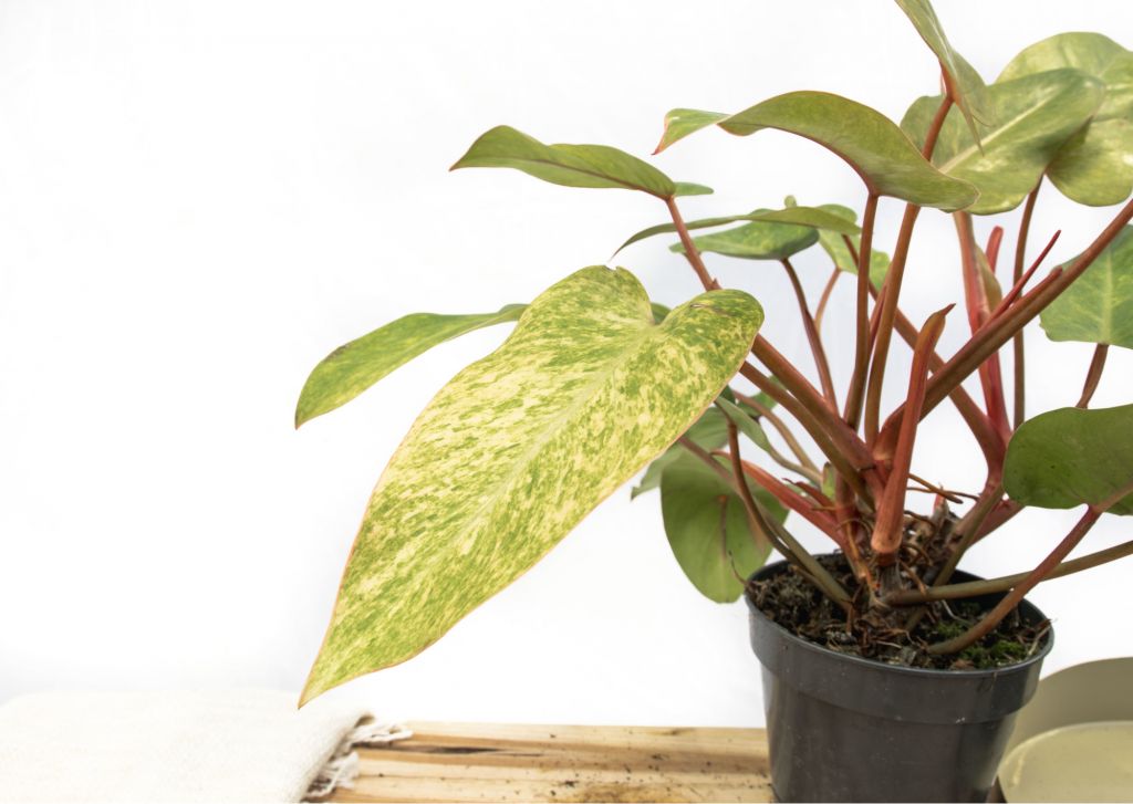 Propagating philodendron through stem cutting Propagating philodendron through stem cutting