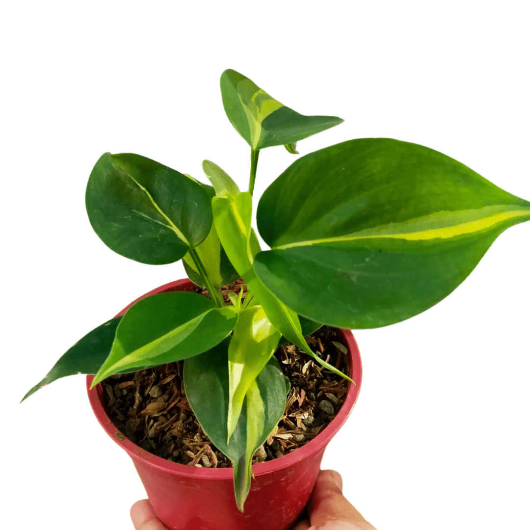 Small heartleaf philodendron brasil Small heartleaf philodendron brasil