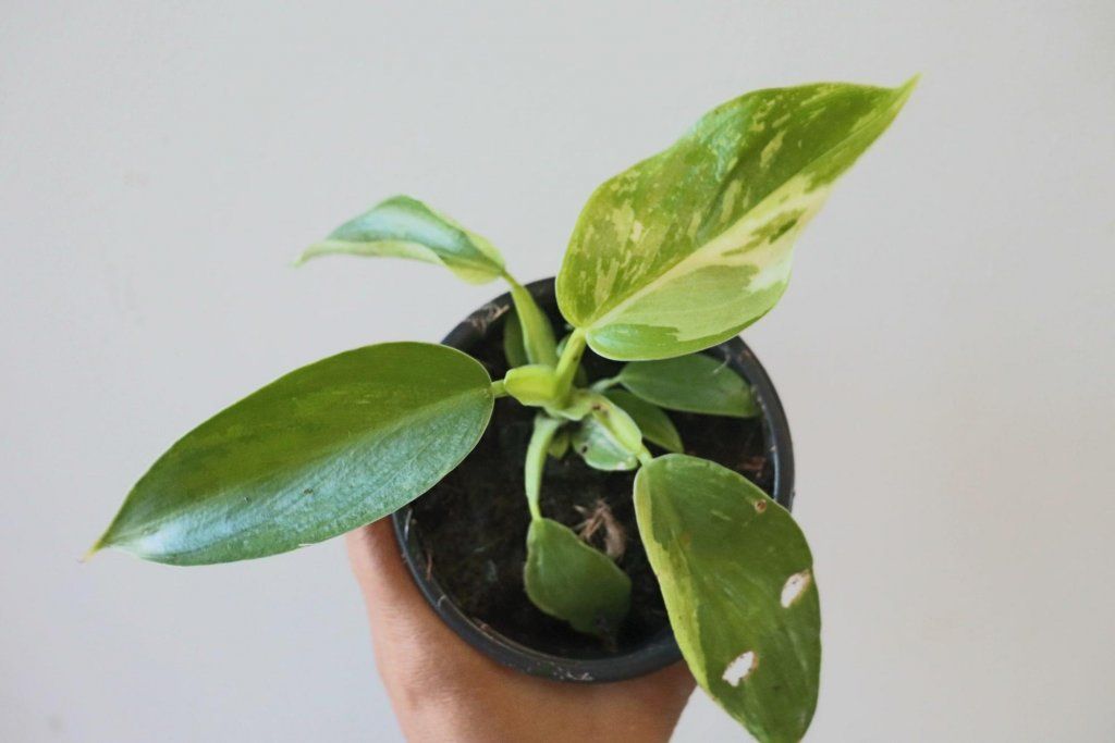 Soil mix for Philodendron Jose Buono optimal growth Soil mix for Philodendron Jose Buono optimal growth