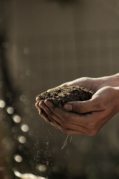 Soil mix required for Philo imperial red plant