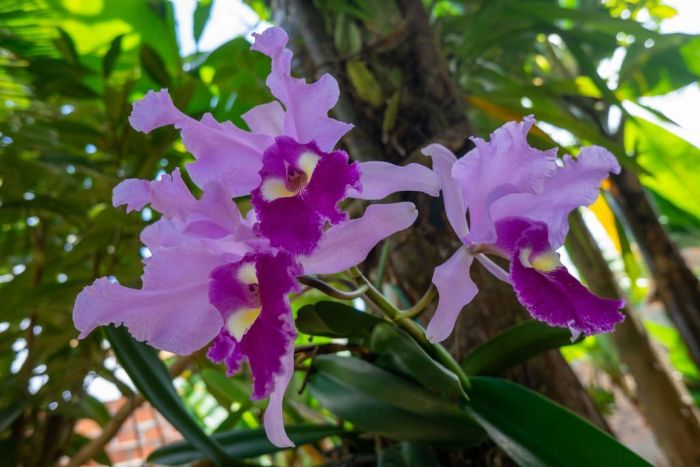 Sufficient air circulation is essential for orchids to bloom