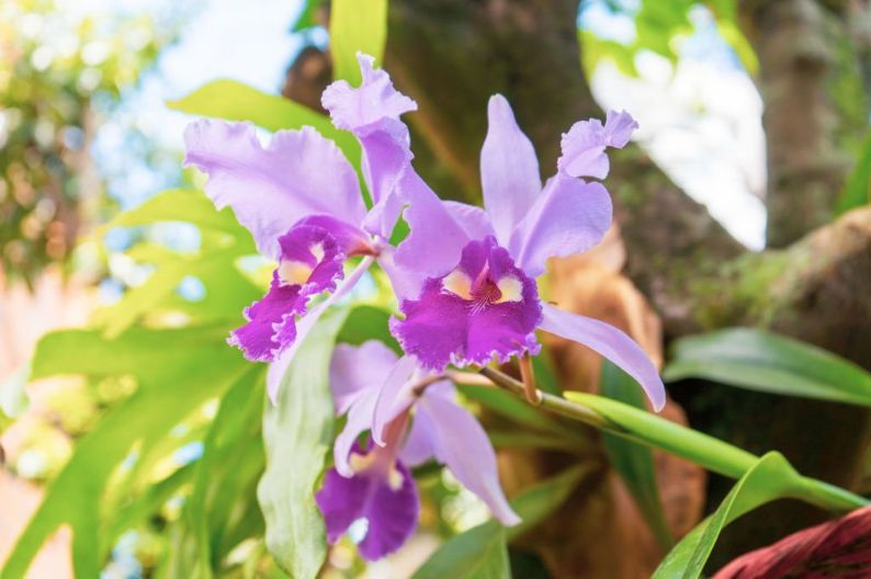 Sufficient air circulation is essential for orchids to bloom