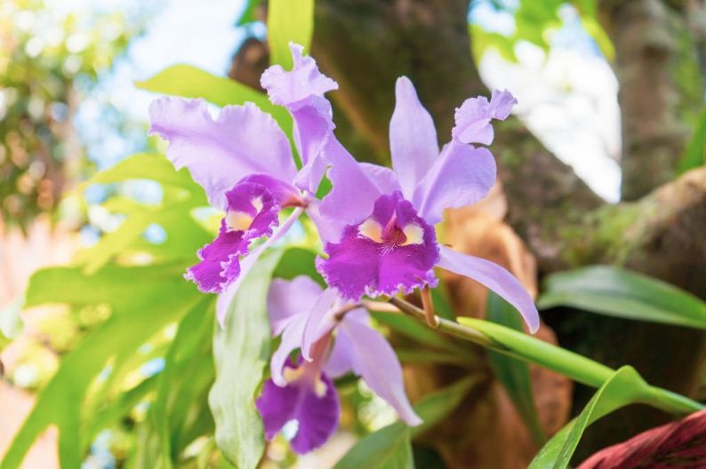 Sufficient air circulation is essential for orchids to bloom Sufficient air circulation is essential for orchids to bloom