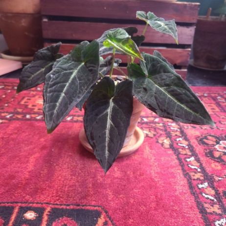 Syngonium Rayii Syngonium Rayii