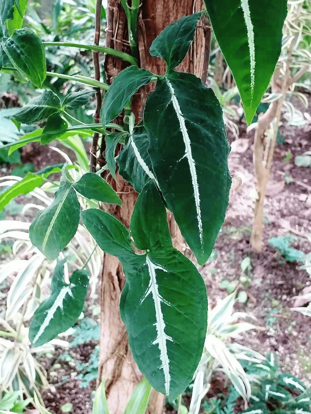Syngonium Wenlandii Syngonium Wenlandii