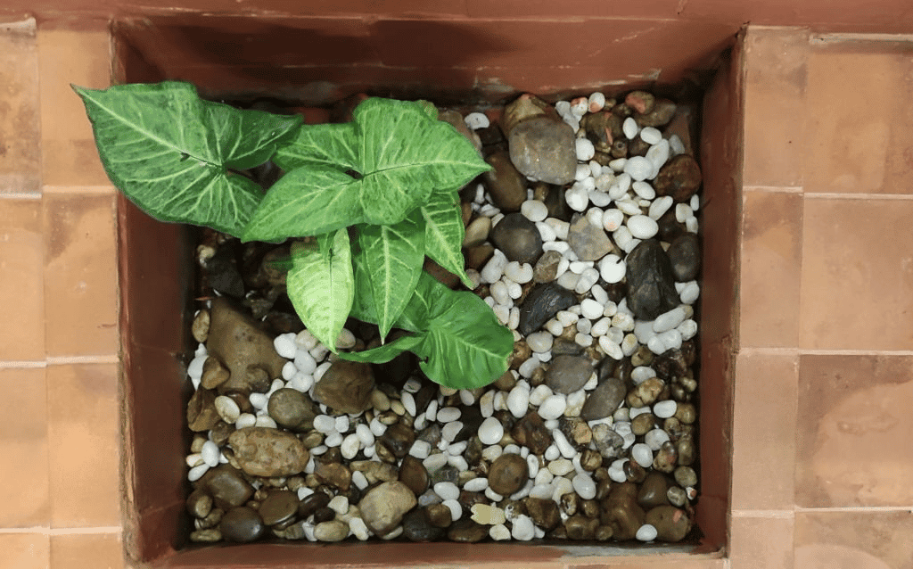 Syngonium White Butterfly 