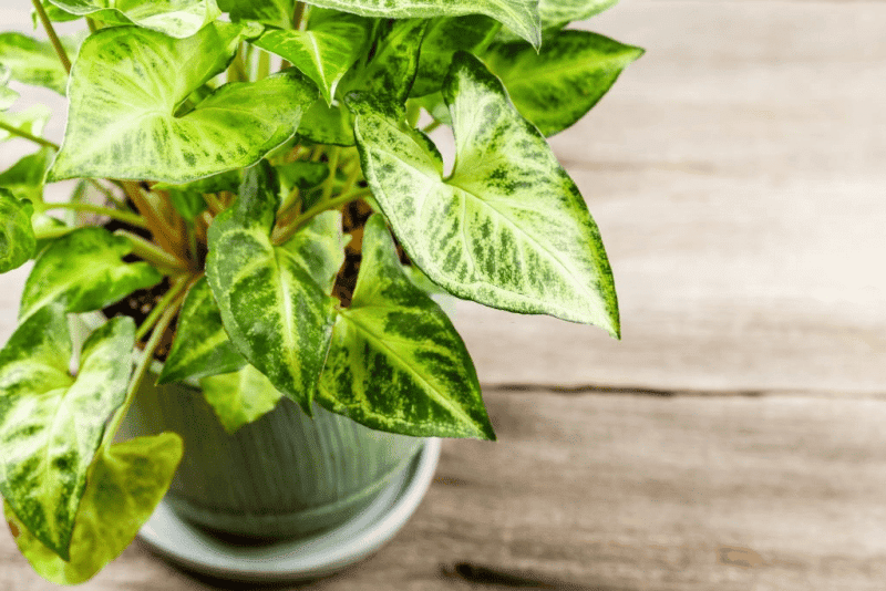 Syngonium White Butterfly 