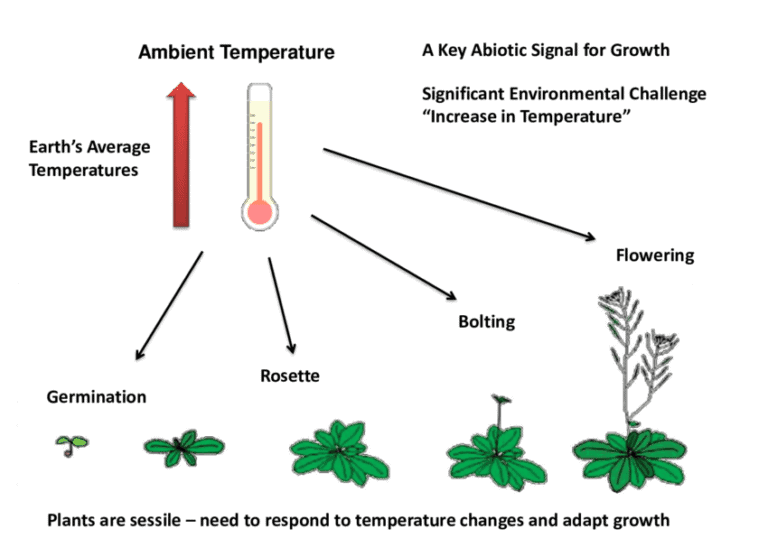 Temperature influencing plant growth