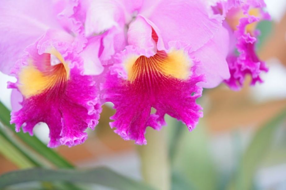The Christmas Orchid basing in sunlight The Christmas Orchid basing in sunlight