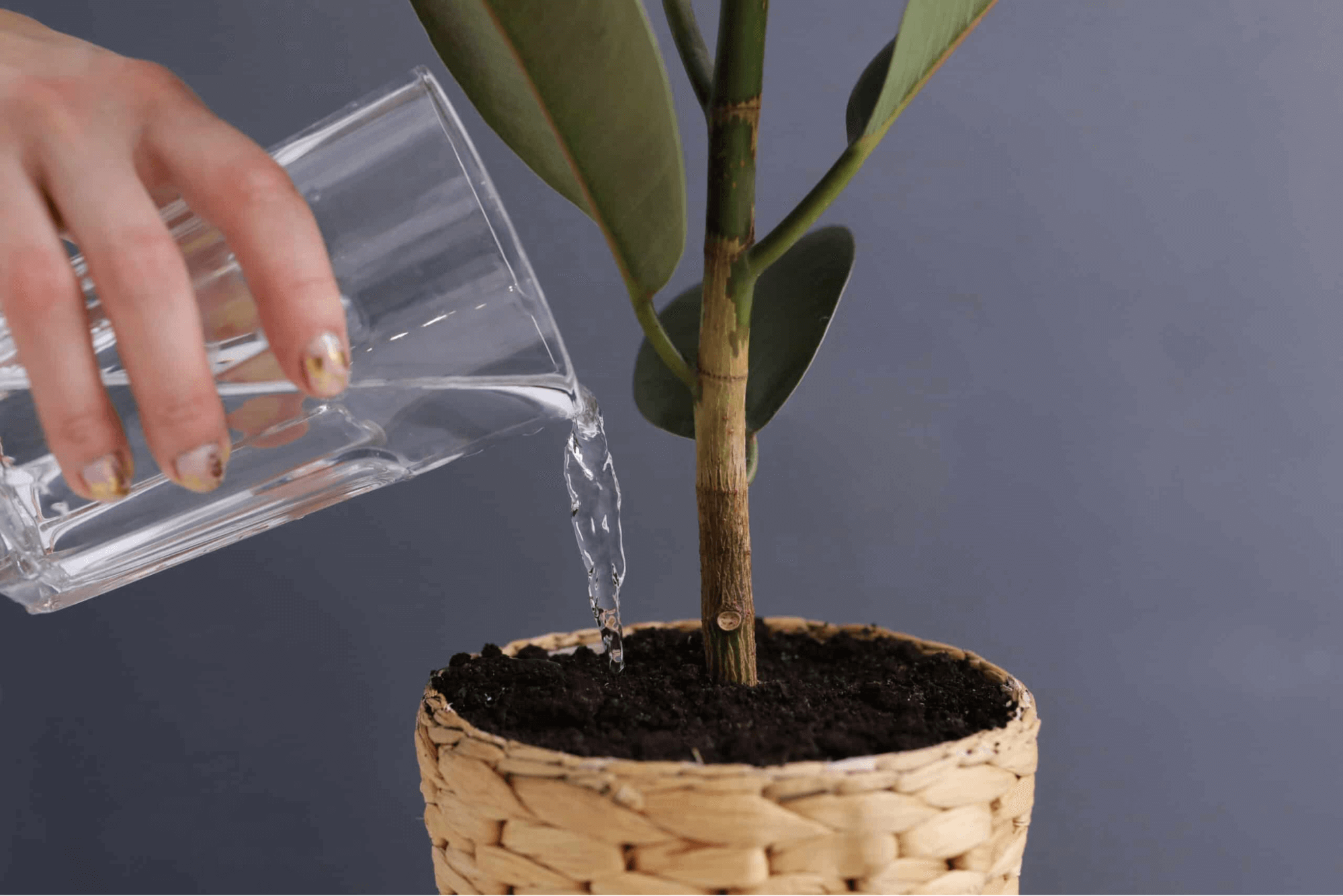 Watering ficus plant