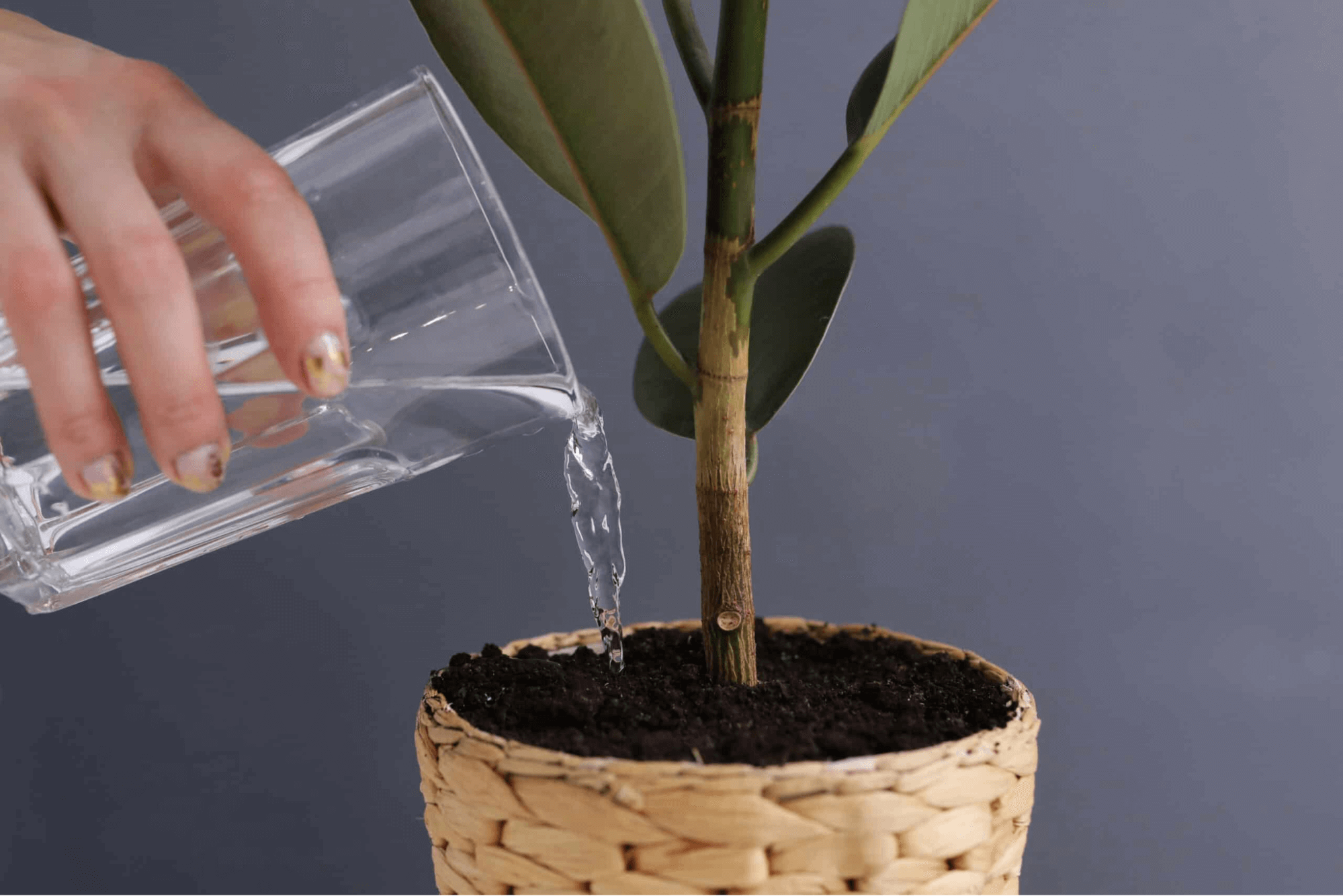 Watering ficus plant Watering ficus plant