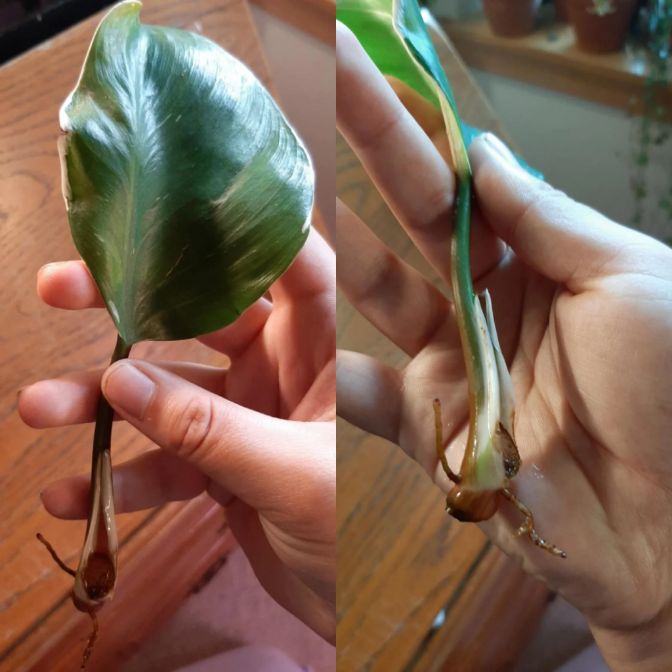 white wizard philodendron cutting