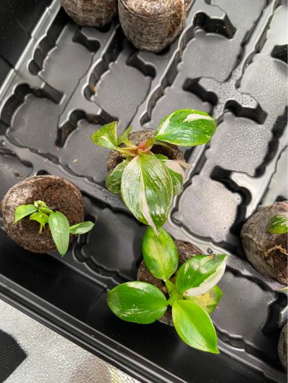 white wizard philodendron seeds white wizard philodendron seeds