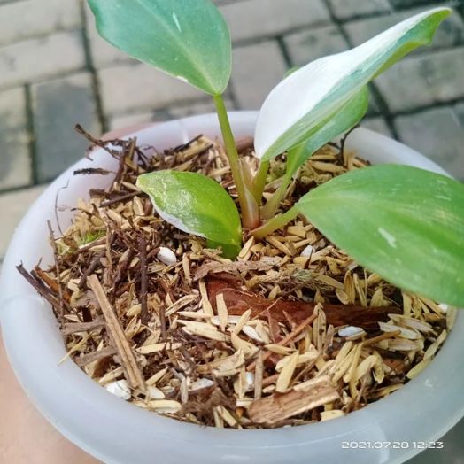 white wizard philodendron in soil mix