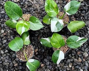 White Wizard Philodendron