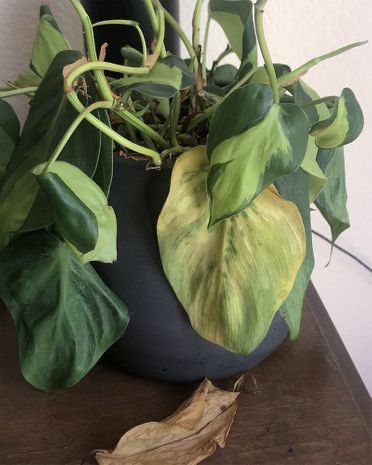 Why Do Philodendron Leaves Turn Yellow