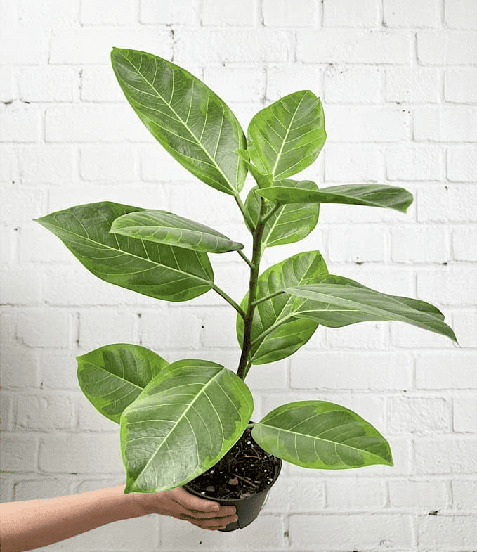 Yellow gem ficus in a pot Yellow gem ficus in a pot