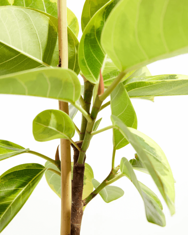 Yellow Gem Ficus with new leaves