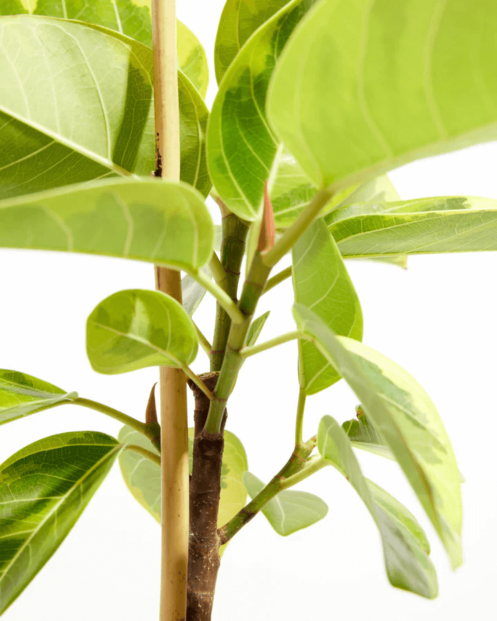 Yellow Gem Ficus with new leaves Yellow Gem Ficus with new leaves
