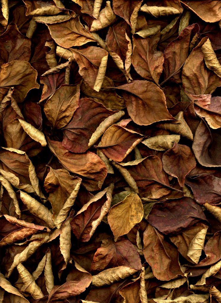 Leaf Litter