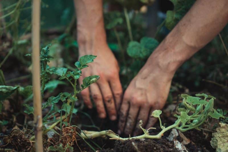 6 Gardening Tips For Moving Into a New Home