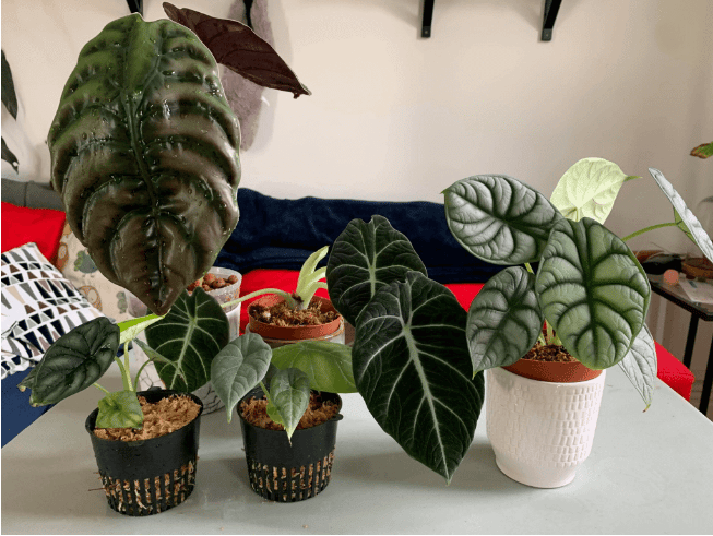 How to care for jewel alocasias How to care for jewel alocasias