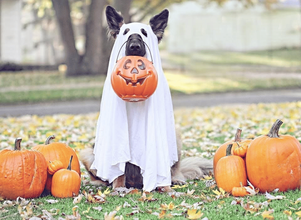 Halloween-themed photoshoot for a dog in a ghost costume