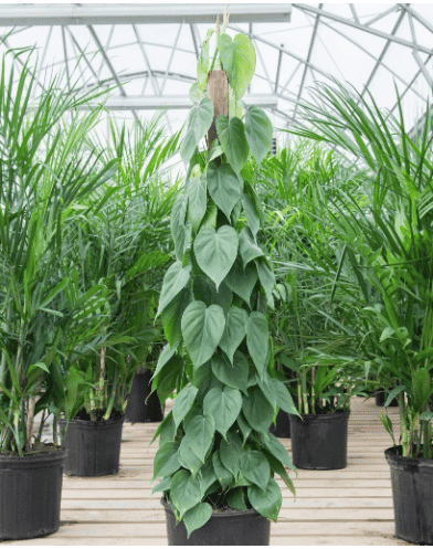 philodendron cordatum with moss pole philodendron cordatum with moss pole