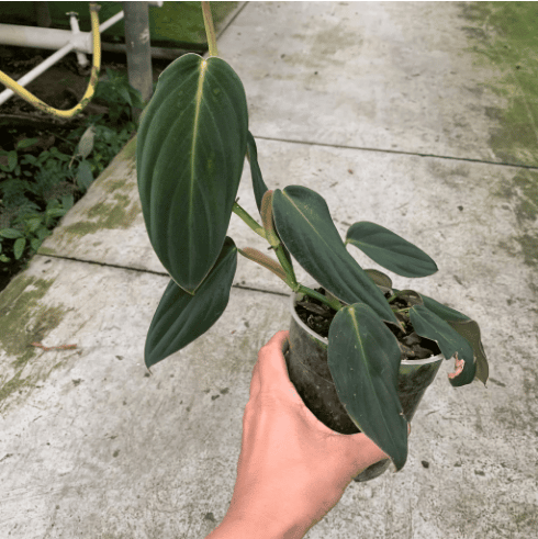 stem-cutting-of-a-philodendron-gigas stem-cutting-of-a-philodendron-gigas