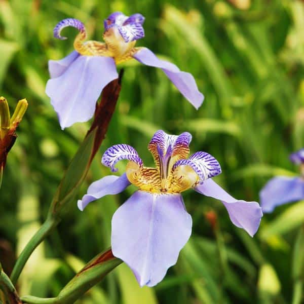 A Giant Regina Blue Walking Iris