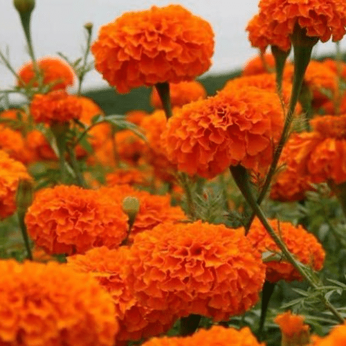 AFRICAN Marigold Sierra Orange