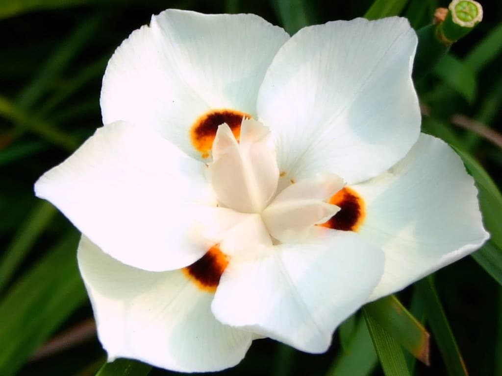 African Iris