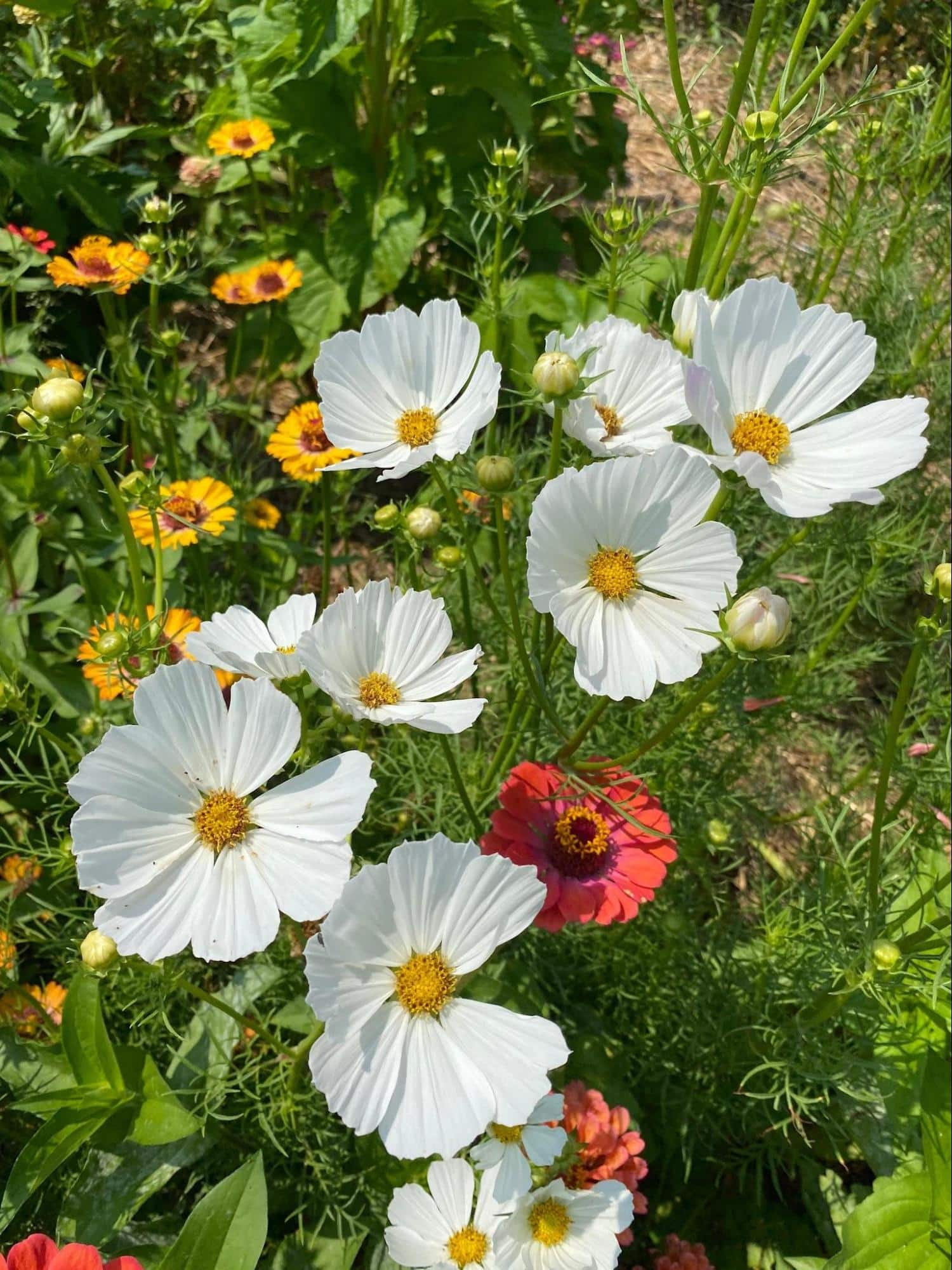 Afternoon White Cosmos