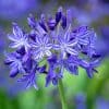 Agapanthus flower