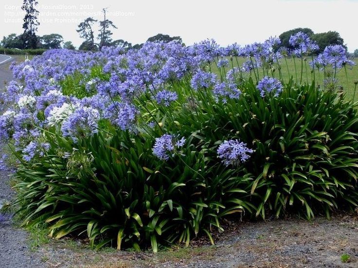 Agapanthus flower