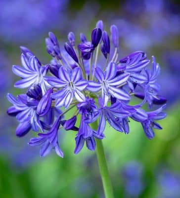 Agapanthus flower