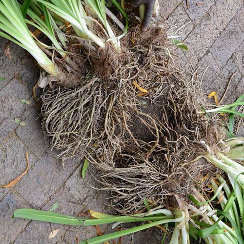 Agapanthus rhizomes