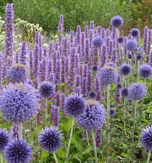 Agastache Blue Fortune