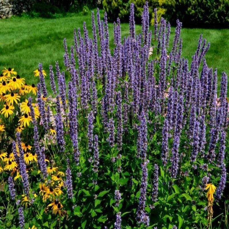 Agastache Purple Haze