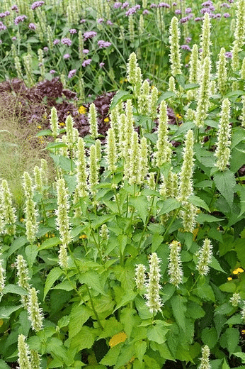 Agastache rugosa f_ albiflora 'Alabaster'