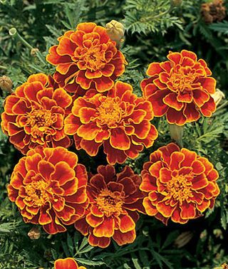 All About Marigolds