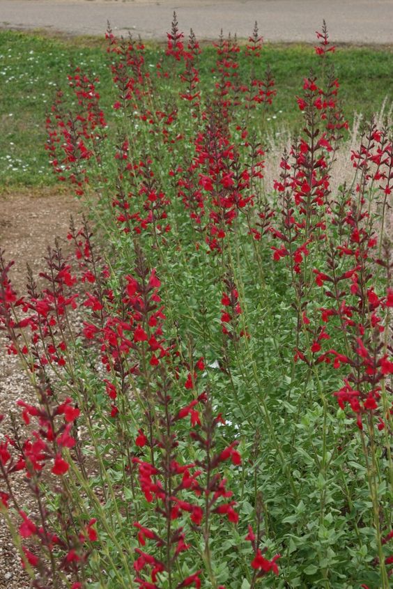 All about red salvias