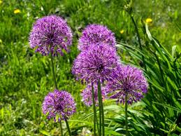 Allium Aflatunense 'Purple Sensation'