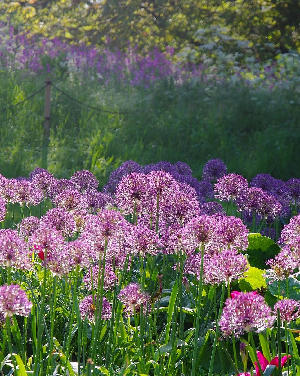 Allium Purple Rain