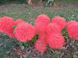 Allium Red Giant