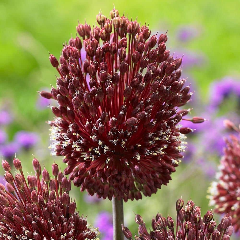 Allium Red Mohican