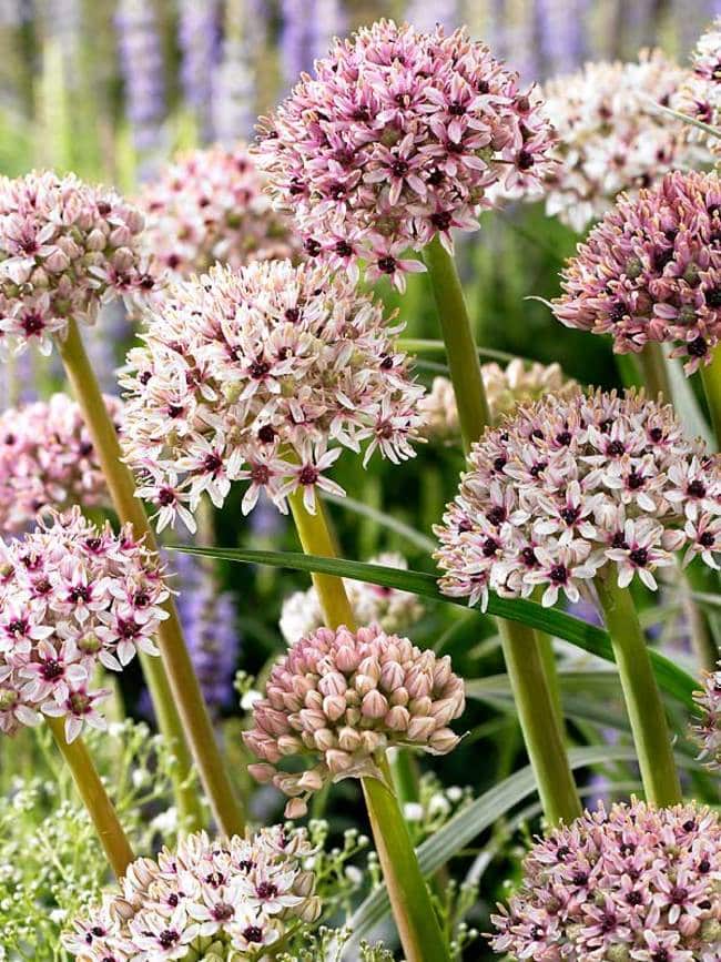 Allium Silver Spring