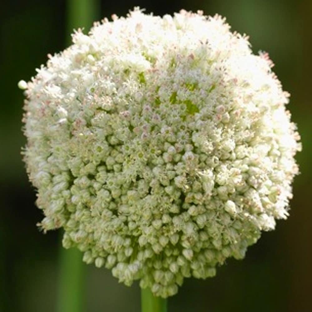 Allium White Cloud